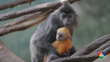 สวนสัตว์ในนิวยอร์ก เปิดตัวลูกค่างหงอก