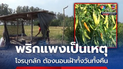 พริกแพงเป็นเหตุ โจรบุกขโมยพริก สร้างความเดือดร้อน ต้องนอนเฝ้าทั้งคืนทั้งวัน