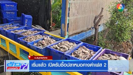 เริ่มแล้ว เปิดรับซื้อปลาหมอคางดำเฟส 2