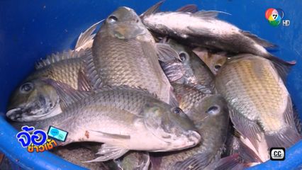 ไหวหรือ รับซื้อปลาหมอคางดำ กก. ละ 20 บาท
