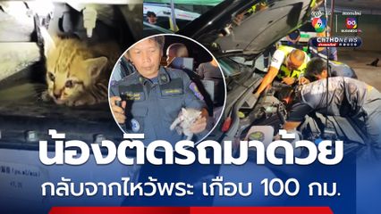 กู้ภัยรุดช่วย แมวจากวัดติดใต้ท้องรถรถกลับมาด้วย ระยะทางเกือบ 100 กม.