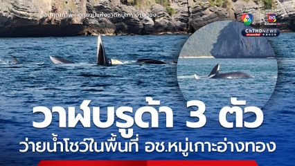 วาฬบรูด้า 3 ตัว ว่ายน้ำโชว์ในพื้นที่ อช.หมู่เกาะอ่างทอง