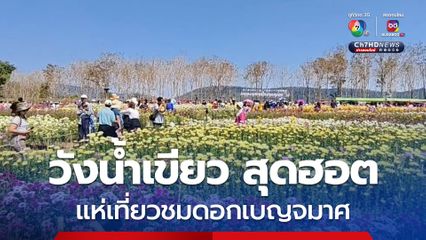 เทศกาลเบญจมาศบานในม่านหมอก วังน้ำเขียวสุดฮอต นทท.แห่เที่ยว จนรถติดยาว