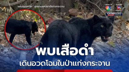 พบเสือดำเดินอวดโฉมในป่าแก่งกระจาน