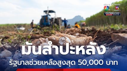 “มันสำปะหลัง” ล้นตลาด รัฐช่วยเหลือชะลอเก็บเกี่ยวสูงสุด 50,000 บาทต่อครัวเรือน ขยายเวลาชำระหนี้ 6 เดือน