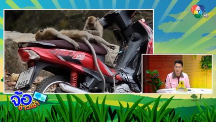 ลิงมาเฟีย บุกหาดอ่าวนาง แย่งอาหารนักท่องเที่ยว