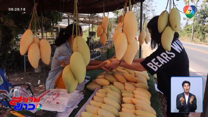 ไม่ง้อใคร ! ปลูกเอง ขายเอง มะม่วงน้ำดอกไม้