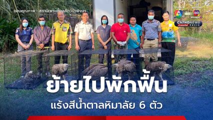 ขนย้ายแร้งสีน้ำตาลหิมาลัย 6 ตัว ไปพักฟื้นก่อนปล่อยคืนธรรมชาติ