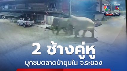 2 ช้างคู่หู บุกชมตลาดป่ายุบใน จ.ระยอง กลางดึก