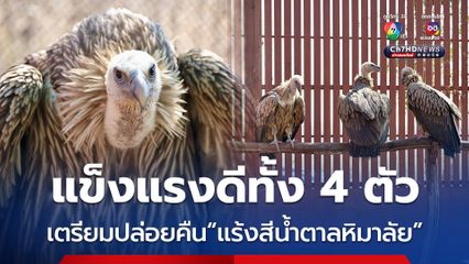ตรวจสุขภาพเรียบร้อยเตรียมปล่อยคืน “แร้งสีน้ำตาลหิมาลัย” กลับสู่ธรรมชาติ
