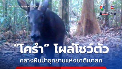 “เจ้าเลียงผา” โผล่โชว์ตัวในผืนป่าอุทยานแห่งชาติเขาสก
