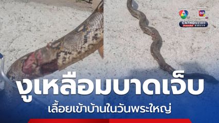 สาวแจ้งกู้ภัยช่วยจับงูเหลือมบาดเจ็บไปรักษา หลังเลื้อยเข้าบ้านในวันพระใหญ่