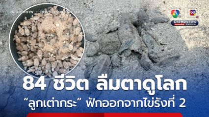 รังที่ 2 ลูกเต่ากระ 84 ชีวิต ลืมตาดูโลก ที่ อช.อ่าวสยาม (เตรียมการ)