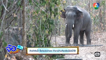 ช้างป่าหิวน้ำ รื้อท่อประปาแตก ทำชาวบ้านเดือดร้อนไม่มีน้ำใช้