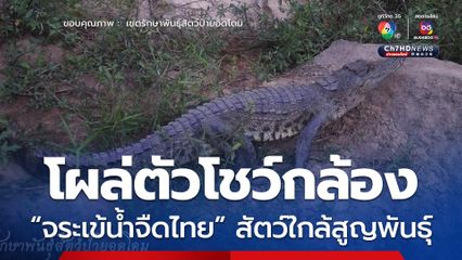 “จระเข้น้ำจืดสายพันธุ์ไทย” โผล่โชว์ตัว ในเขตรักษาพันธุ์สัตว์ป่ายอดโดม