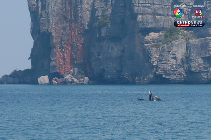 ฝูงวาฬบรูด้าอวดโฉม 4 วันติด ที่อุทยานแห่งชาติหมู่เกาะอ่างทอง