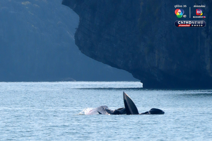 ฝูงวาฬบรูด้าอวดโฉม 4 วันติด ที่อุทยานแห่งชาติหมู่เกาะอ่างทอง
