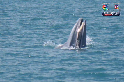 ฝูงวาฬบรูด้าอวดโฉม 4 วันติด ที่อุทยานแห่งชาติหมู่เกาะอ่างทอง