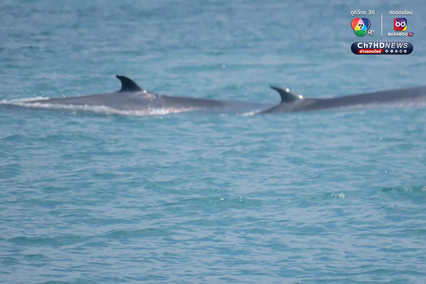 ฝูงวาฬบรูด้าอวดโฉม 4 วันติด ที่อุทยานแห่งชาติหมู่เกาะอ่างทอง