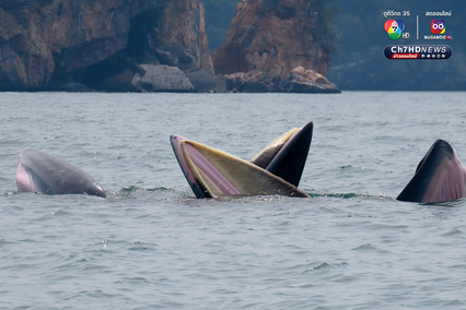ฝูงวาฬบรูด้าอวดโฉม 4 วันติด ที่อุทยานแห่งชาติหมู่เกาะอ่างทอง