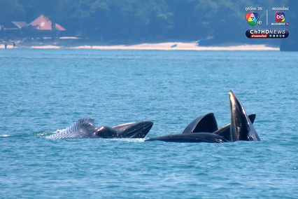 ฝูงวาฬบรูด้าอวดโฉม 4 วันติด ที่อุทยานแห่งชาติหมู่เกาะอ่างทอง