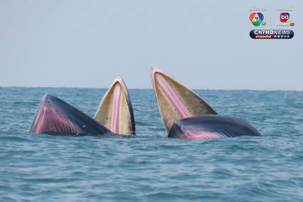 ฝูงวาฬบรูด้าอวดโฉม 4 วันติด ที่อุทยานแห่งชาติหมู่เกาะอ่างทอง