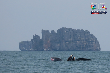 ฝูงวาฬบรูด้าอวดโฉม 4 วันติด ที่อุทยานแห่งชาติหมู่เกาะอ่างทอง