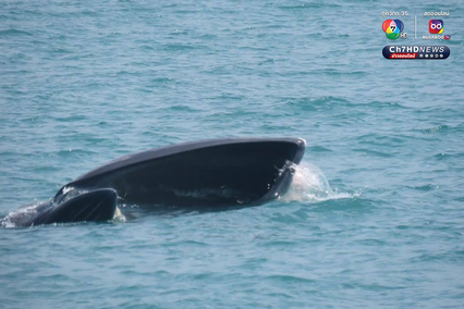 ฝูงวาฬบรูด้าอวดโฉม 4 วันติด ที่อุทยานแห่งชาติหมู่เกาะอ่างทอง