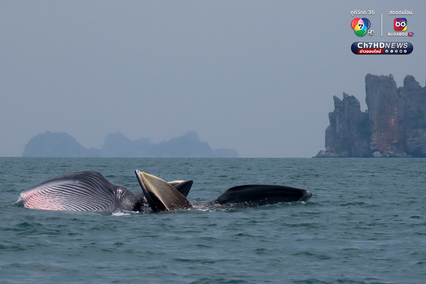 ฝูงวาฬบรูด้าอวดโฉม 4 วันติด ที่อุทยานแห่งชาติหมู่เกาะอ่างทอง
