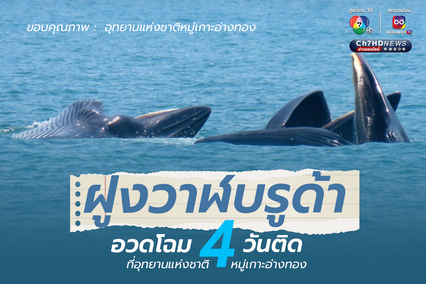 ฝูงวาฬบรูด้าอวดโฉม 4 วันติด ที่อุทยานแห่งชาติหมู่เกาะอ่างทอง