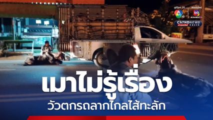 อุทาหรณ์เมาแล้วขับ วัวตกรถคนขับไม่รู้เรื่อง ลากไปไกลไส้ทะลัก พลเมืองดีขี่รถ จยย. ตามเรียกจอด
