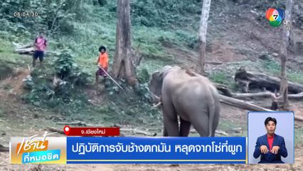 ปฏิบัติการจับช้างตกมัน หลุดจากโซ่ที่ผูก