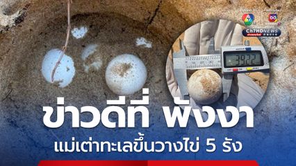 ระบบนิเวศสมบูรณ์! พบ “แม่เต่าทะเล” ขึ้นวางไข่ 5 รัง ในพื้นที่ จ.พังงา