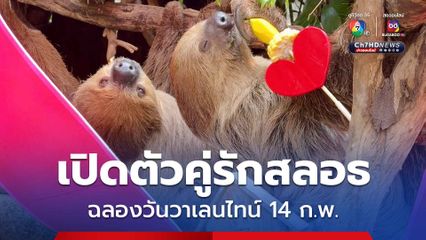 เปิดตัวคู่รักคู่ใหม่ของสวนสัตว์เปิดเขาเขียว คู่รักสลอธต่างวัย ฉลองวันแห่งความรัก
