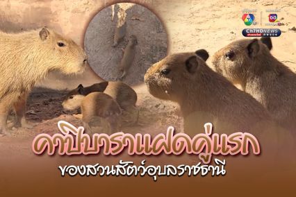 เปิดตัวคาปิบาราแฝดคู่แรกของสวนสัตว์อุบลราชธานี