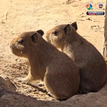 เปิดตัวคาปิบาราแฝดคู่แรกของสวนสัตว์อุบลราชธานี