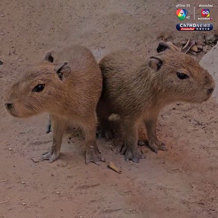 เปิดตัวคาปิบาราแฝดคู่แรกของสวนสัตว์อุบลราชธานี