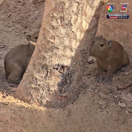 เปิดตัวคาปิบาราแฝดคู่แรกของสวนสัตว์อุบลราชธานี