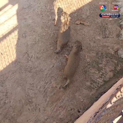 เปิดตัวคาปิบาราแฝดคู่แรกของสวนสัตว์อุบลราชธานี