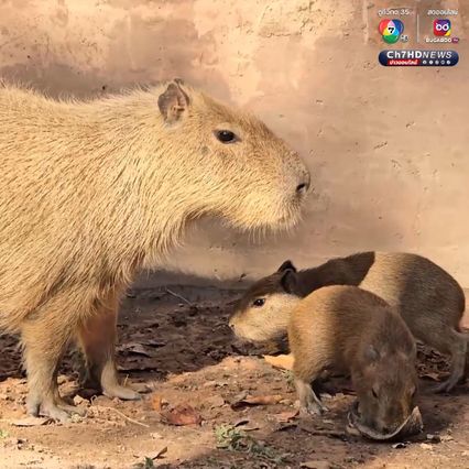 เปิดตัวคาปิบาราแฝดคู่แรกของสวนสัตว์อุบลราชธานี