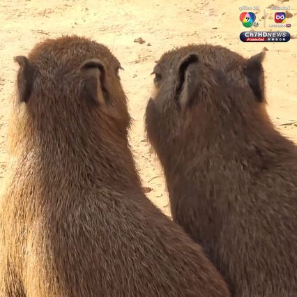 เปิดตัวคาปิบาราแฝดคู่แรกของสวนสัตว์อุบลราชธานี