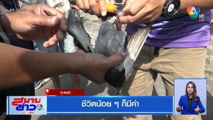 ชีวิตน้อย ๆ ก็มีค่า ช่วยนกพิราบขาติดเสาแผงส่งสัญญาณทีวี