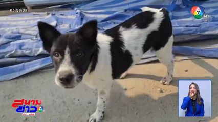 โจรขนเหล็ก เจอตูบเฝ้าทรัพย์