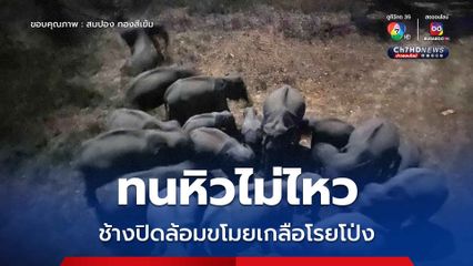 ทนหิวไม่ไหว ช้างปิดล้อมขโมยเกลือโรยโป่ง