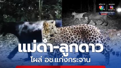 ภาพสุดอัศจรรย์! แม่เสือดำ-ลูกเสือดาว เดินโผล่อุทยานแห่งชาติแก่งกระจาน