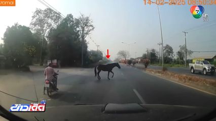 เบรกหัวทิ่ม ม้าวิ่งตัดหน้ารถยนต์