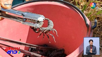 ฤดูแล้ง ชาวบ้านเข้าป่า ล่าแมงป่อง