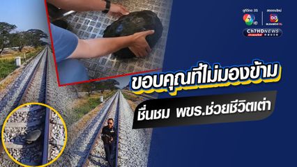 ขอบคุณที่ไม่มองข้าม ชื่นชม พขร.ช่วยชีวิตเต่า