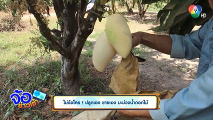 ไม่ง้อใคร ! ปลูกเอง ขายเอง มะม่วงน้ำดอกไม้