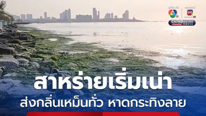 สาหร่ายทะเลเริ่มเน่า ส่งกลิ่นเหม็นทั่วหาดกระทิงลาย รบกวนนักท่องเที่ยว เจ้าหน้าที่เมืองพัทยาเร่งดำเนินการจัดเก็บอย่างต่อเนื่อง